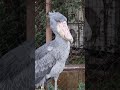 ハトゥーウェ　ハシビロコウ　上野動物園