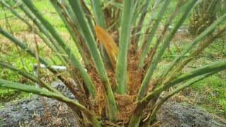 Tanaman Kurma Berbunga Di Lahan Gambut Kota Palangka Raya