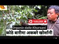 harvesting of dalle Khursani/ Round chilly,/  villege life/ अकबरे खुर्सानीको प्रकार।।।