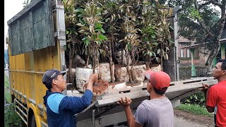 Bibit Durian Bawor Dongkelan super datang \u0026 bongkar lagi...silahkan pilih langsung.