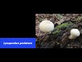 What's That Fungus? - Lycoperdon perlatum