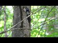 神奈川県大磯町のサンコウチョウ（雄）その９３（4k60p動画）