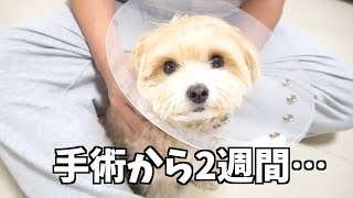 エリザベスカラーを外せるのが嬉しくて心の声が漏れちゃう犬【マルプー】