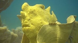 Giant Frogfish, outside Cabilao Island, Philippines