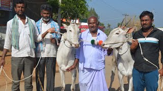 Beautiful heifers born to Basthi Bull in B seehalli cattle fair 2023