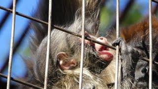 20191205 上野動物園　ジェフロイクモザル（ママが赤ちゃんのおしりチェック）