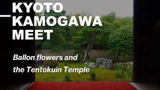 #29 Kyoto Travel Guide 2023 Ballon flowers and the Tentokuin Temple