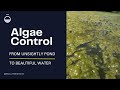 Transform Your Community Pond with Effective Algae Control Solutions