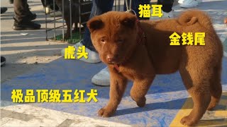 玉林狗市最受欢迎小狗品种：极品金钱尾五红犬，卖价最贵达到6000