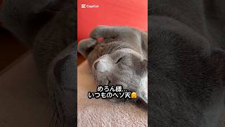 【ロシアンブルー】めろん〜シッポの位置ちとね🫢【猫】#shorts