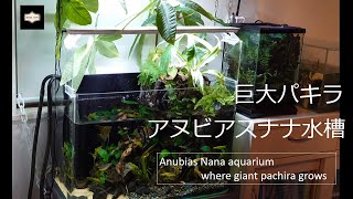 【アクアリウム】巨大パキラの育つ陰性水草水槽の紹介。水槽メンテナンスしながら過ごす休日の夜、新たにコリドラスをお迎え。/Introducing aquarium.