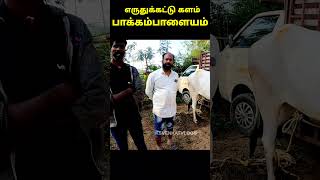 இந்த காளையை எத்தனபேருக்கு தெரியும்? #ksvenkatvlogs #trending #viral #kaalaivedumthiruvela #shorts