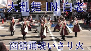 函館踊魂いさり火  YOSAKOI大乱舞 IN 白老 2024