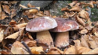 BOLETUS EDULIS 2024 PART 2 (VRGANJ)