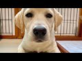 みみ、生まれて6ヶ月になりました【ラブラドール子犬】 labrador mimi is 6 months old 47