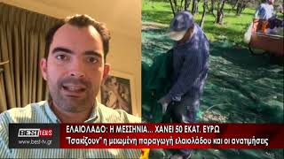 Ελαιόλαδο - Η Μεσσηνία... χάνει 50 εκατ. ευρώ