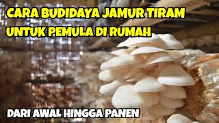 CARA BUDIDAYA JAMUR TIRAM UNTUK PEMULA DI RUMAH || DARI AWAL HINGGA PANEN