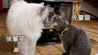 先輩猫と後輩猫の距離感に変化が起きました・・。【保護猫ラグドール 編】