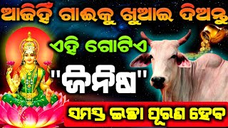 ଆଜିହିଁ ଗାଈକୁ ଖାଇବାକୁ ଦିଅନ୍ତୁ ଏହି ଜିନିଷ  ଆପଣଙ୍କର ସମସ୍ତ ଇଛା ପୂରଣ ହେବ || Ajira anuchinta ଗୋମତା ||