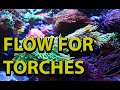 Flow For Torch Coral \\ How Much Flow Is Too Much