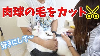 夫婦で猫2匹の肉球の毛をカットします！