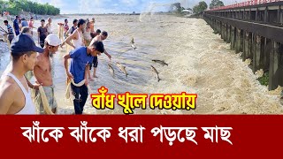 মুহুরী প্রজেক্ট খুলে দেওয়ায় ঝাঁকে ঝাঁকে ধরা পড়ছে মাছ !! Muhuri Project Feni