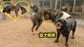 罗威纳犬相亲150斤中亚牧羊犬，一见面就冲了进去，过程意外