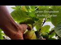 থাই মাধবী পেয়ারা i লাল পেয়ারা i red guava i green bangladesh bonsai u0026 roof gardening