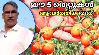 🌱 ഈ തെറ്റുകൾ തക്കാളി കൃഷിയിൽ ആവർത്തിക്കരുത് 🌱 | Krishi Tips in Malayalam | Tomato Care \u0026 Harvesting