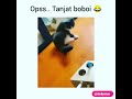 kucing terkejut tuan dia mainkan permainan sampai melompat tinggi