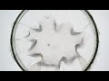 Homemade Bioplastic : testing agar water resistance