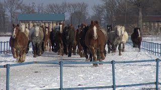 家畜改良センター十勝牧場　馬追い運動