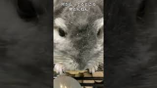 チンチラ卍リベンジャーズ　飼い主にケンカ売ってみた＃shorts＃chinchilla＃リベンジ