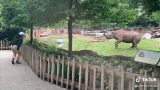 Fort Worth Zoo rhino gets the zoomies