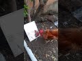 💥 நானும் ரவுடி தான் 🐓 Rooster fight with mirror 🪞#funny video 🔥