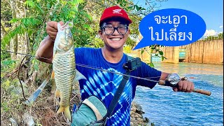 ตกปลากระสูบไซต์บอส บ้านทุ่งเกาะญวน #BossHampala #HampalaFishing TrangKhe Fishing EP.59