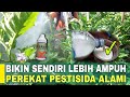 CARA MEMBUAT PEREKAT PESTISIDA ALAMI || PEREKAT PLUS NUTRISI