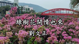 劉文正 - 綠樹花開情也來(附歌詞)