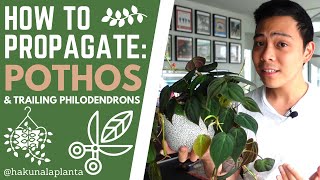 How To Propagate Pothos & Trailing Philodendrons (Propagating my Philodendron Mi