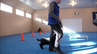 Louie (Poodle) Boot Camp Dog Training