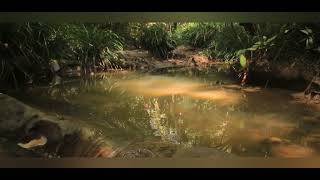 Cinematic Solo Hiking Vlog: The Afternoon Hike, Wasai Sungai Akar - With Canon EOS : Short Film