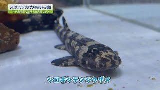 シロボシテンジグザメの赤ちゃん誕生【テレビトクシマ】