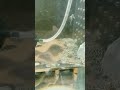 キンペコ稚魚 shortvideo shorts short pleco hypancistrus キンペコ プレコ