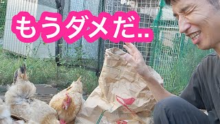 エサ代はあっても、エサ自体が無い、、ニワトリ飼育終了！？ 鶏も人間も食糧危機