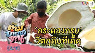 เข้าสวนมะพร้ามตามหา กระดองกรุบ วัตถุดิบทีเด็ด | ตามอำเภอจาน | 11 ธ.ค.64 (2/3)