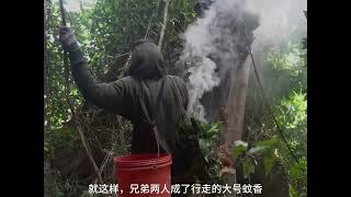 这种方式收割蜂巢蜜还是第一次见，太危险了 #户外拍摄 #户外