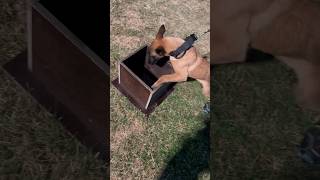 NePoPo® Box Feeding with Malinois Puppy