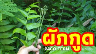 Paco Fern 🌿เก็บผักกูด ผักธรรมชาติ  หวาน กรอบ อร่อย 😋 ประโยชน์เยอะ | สวนโชควัฒนา