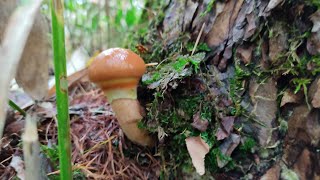 きのこ狩り🍄　2021年10月5日