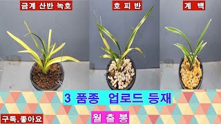 # 월출봉  #2023 10 14일  토요일    # 정통 금계 산반녹호   외  2분  등재  합니다